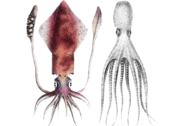 Inktvis of octopus?