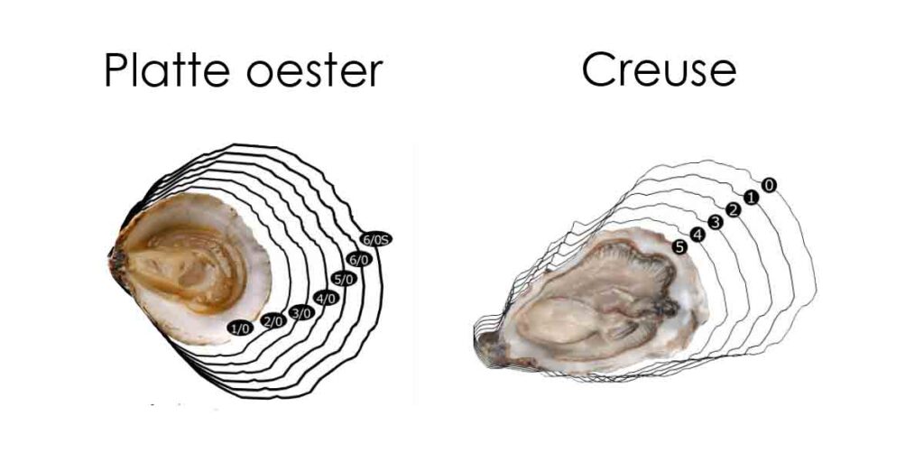 Sortering van de platte oester en de creuse