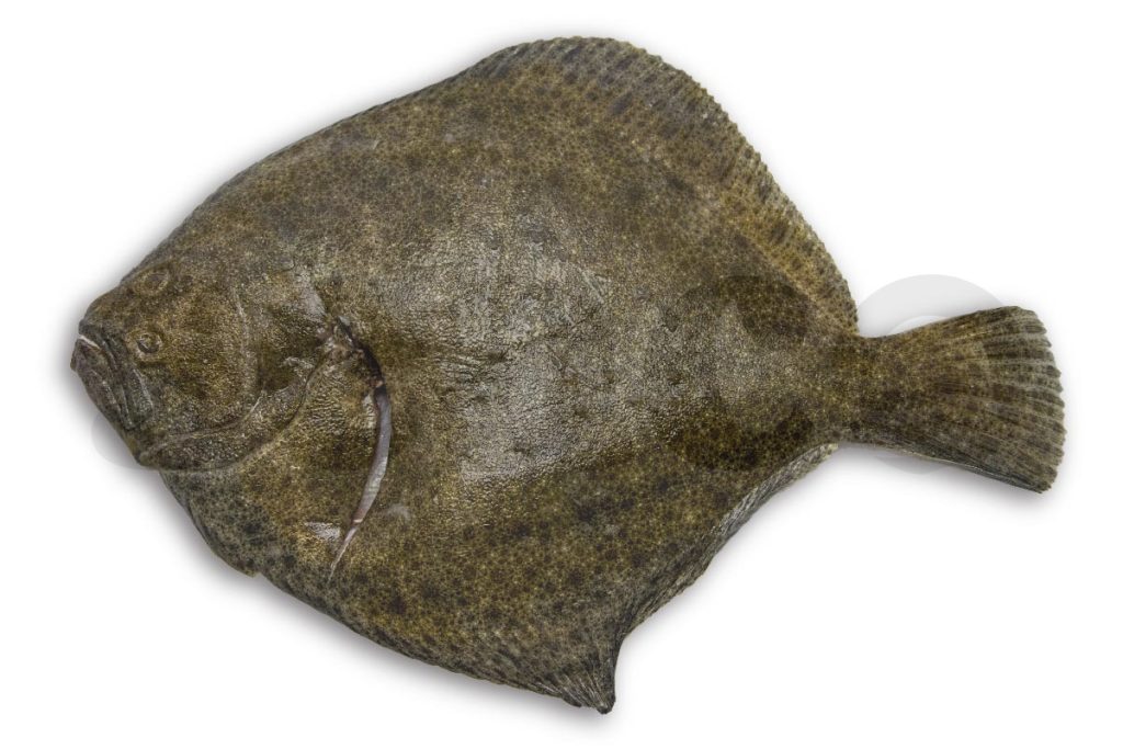 Tarbot (4) 1-2kg