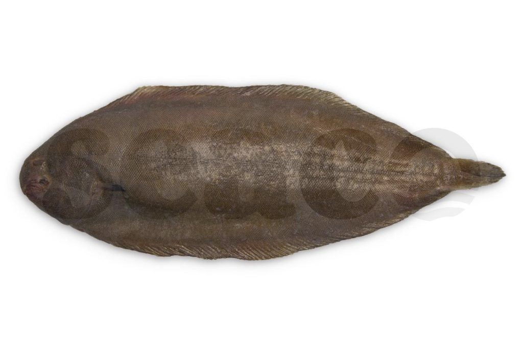 Tong 400-500g