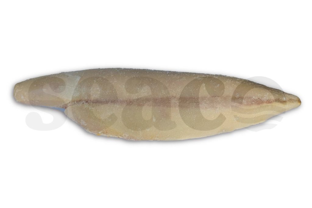 Botervisfilet zonder vel 2-7kg DV