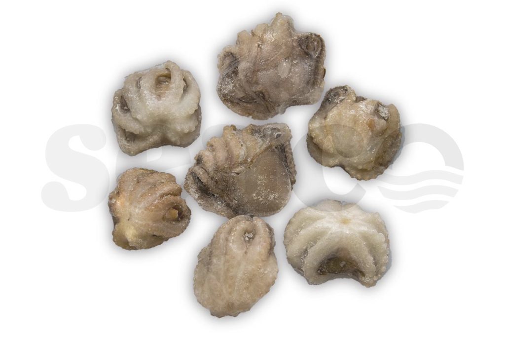 Baby octopus 1kg DV