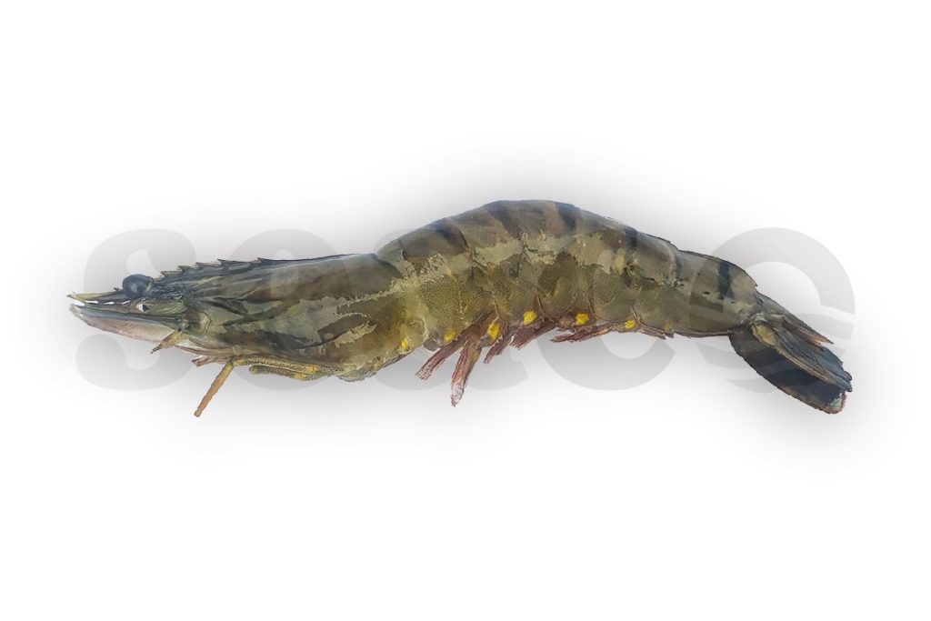 Gamba black tiger met kop 13-15 1kg DV