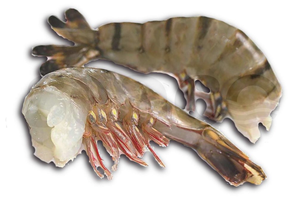 Gamba FW easy peel U5 1kg DV