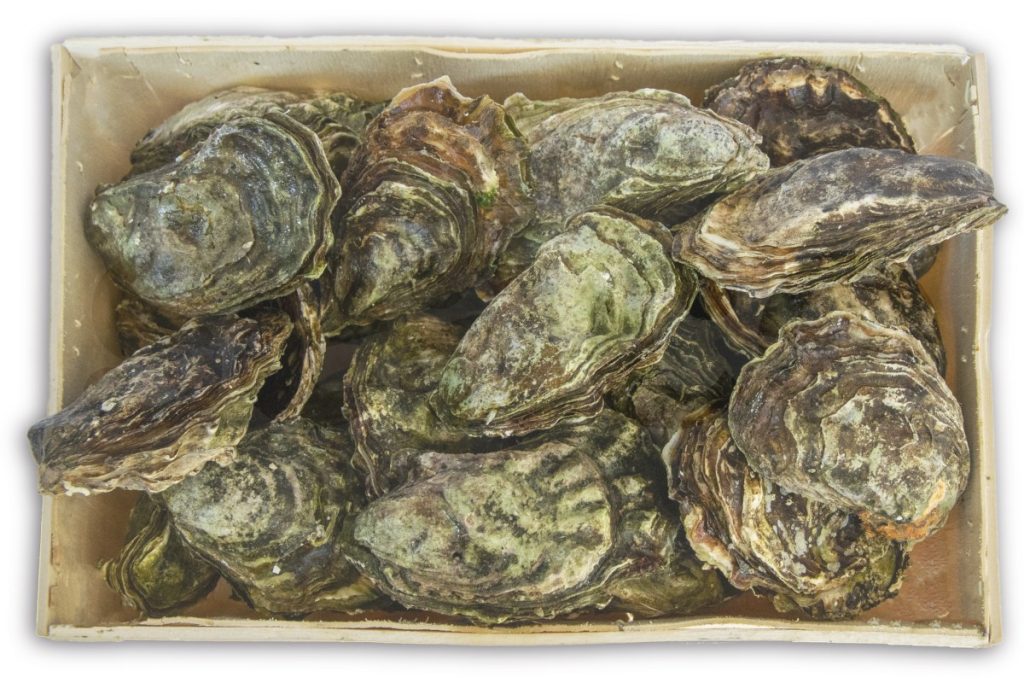 Oester Zeeuwse creuse nr3 25st