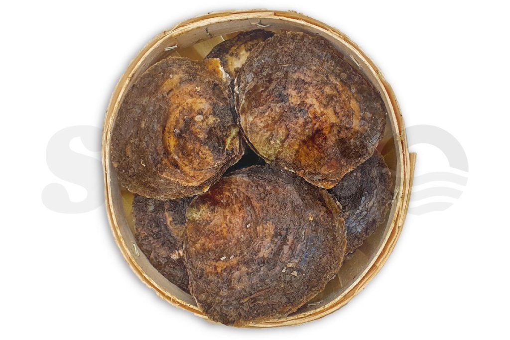 Oester plat Zeeuws 4/0 25st