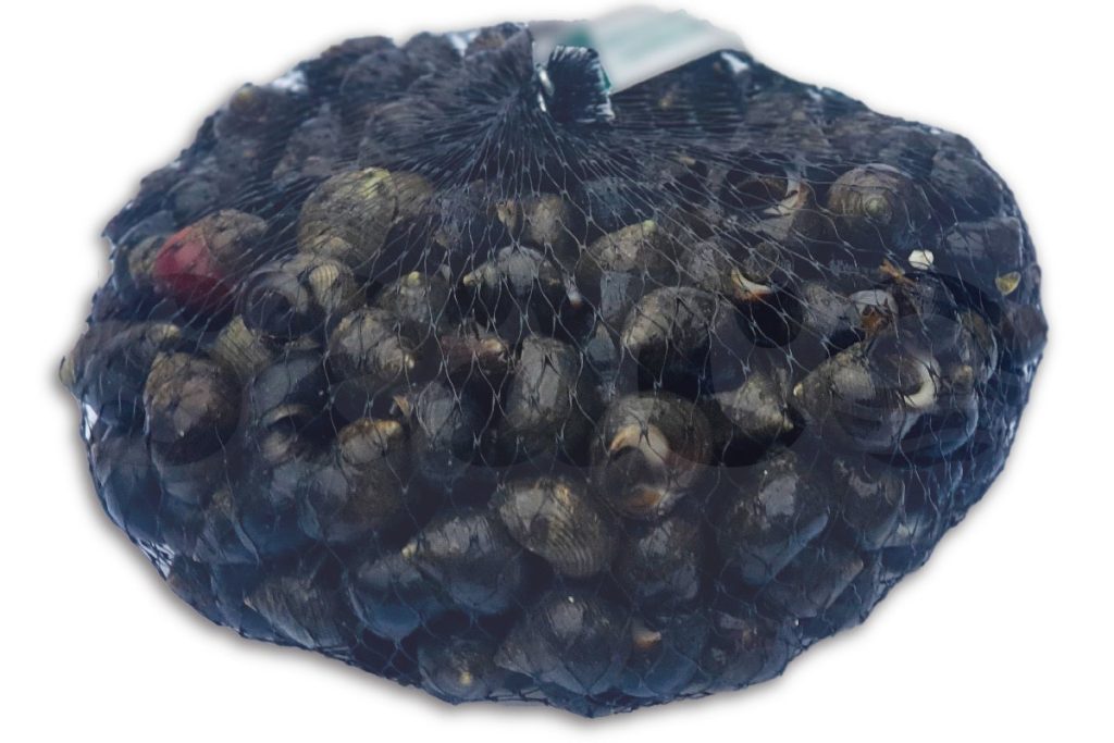 Alikruik 1kg