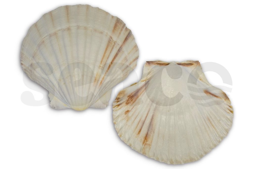 Coquilleschelp leeg